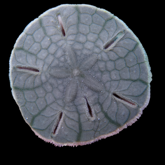 Sand Dollar (Leodia sexiesperforata) dans un aquarium récifal, nettoyeur naturel du sable