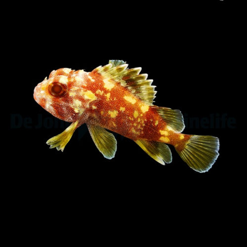 Golden Spotted Scorpion Fish (sebastapistes cyanostigma)