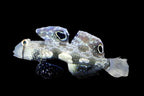 Signigobius biocellatus (Twin Spot Signal Goby)