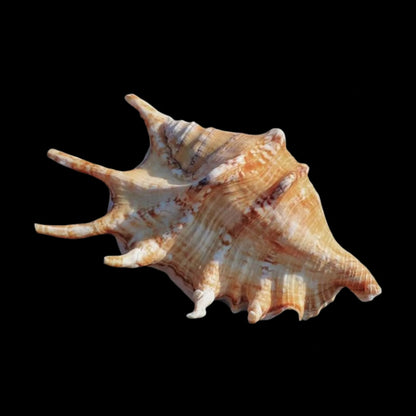 Spider Conch