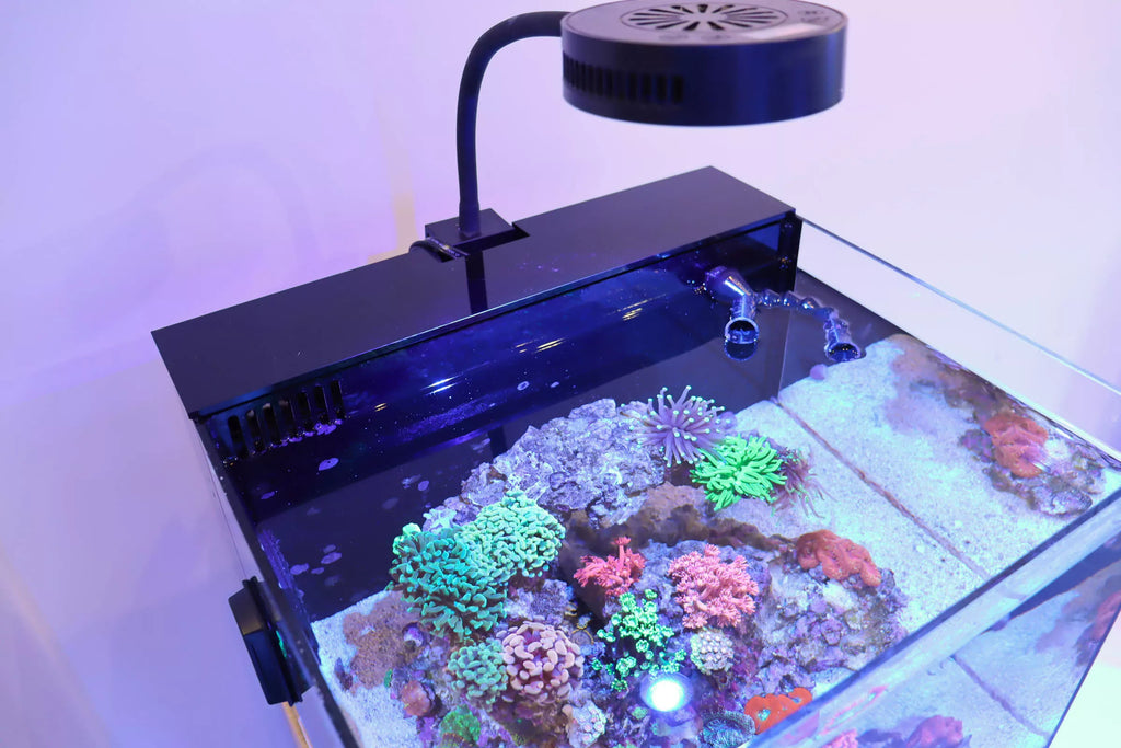 Reef Casa Studio 12 équipé de son Filtration Cover — la chambre de filtration arrière et les fils sont dissimulés
