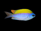 Sunshinefish - Chromis insolata
