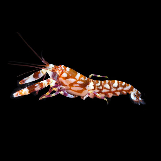 TIGER PISTOL SHRIMP (ALPHEUS BELLULUS)