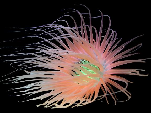 Super Orange tube anemone