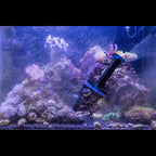 Tunze Care Magnet long sur la vitre d'un aquarium récifal