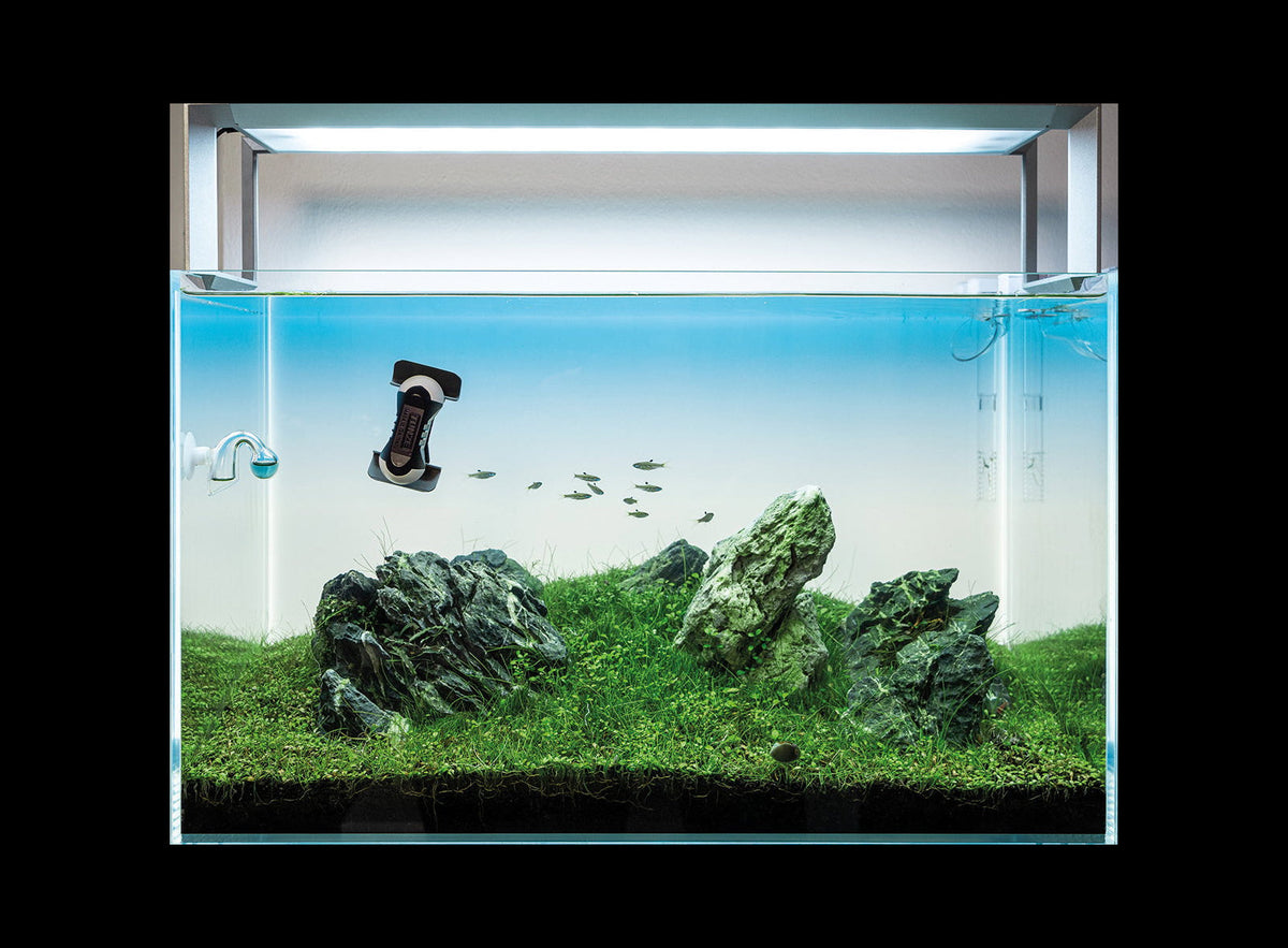 Tunze Care Magnet nano sur la vitre d'un aquarium planté, vue d'ensemble du bac