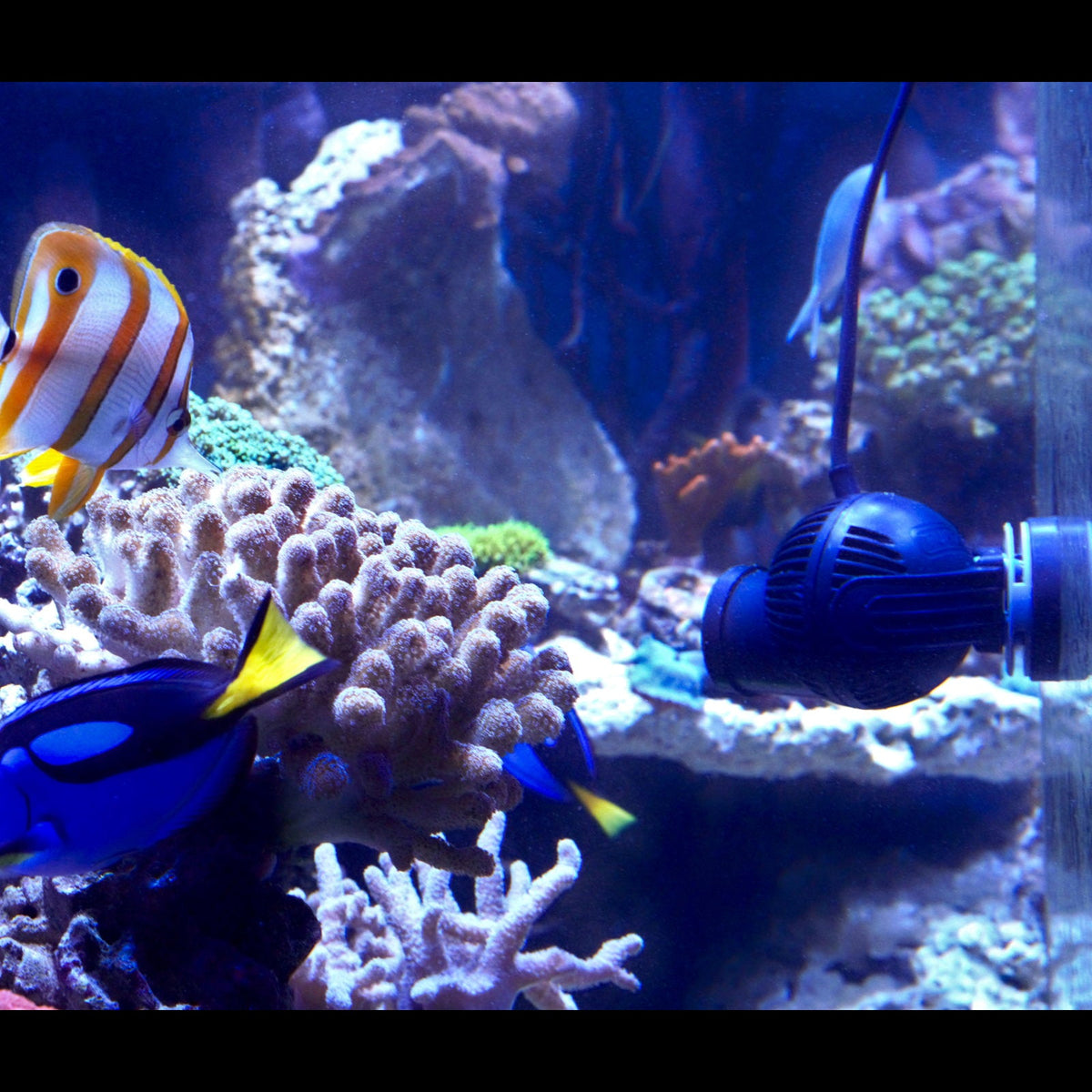 Tunze Turbelle nanostream 6015 pump installed in a reef aquarium