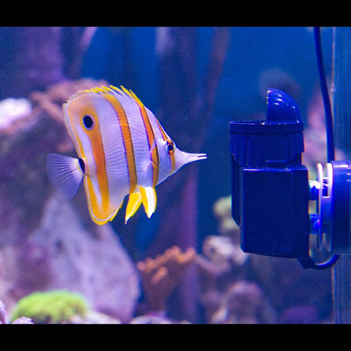 Tunze Turbelle nanostream 6020 pump in a marine aquarium, next to a butterflyfish