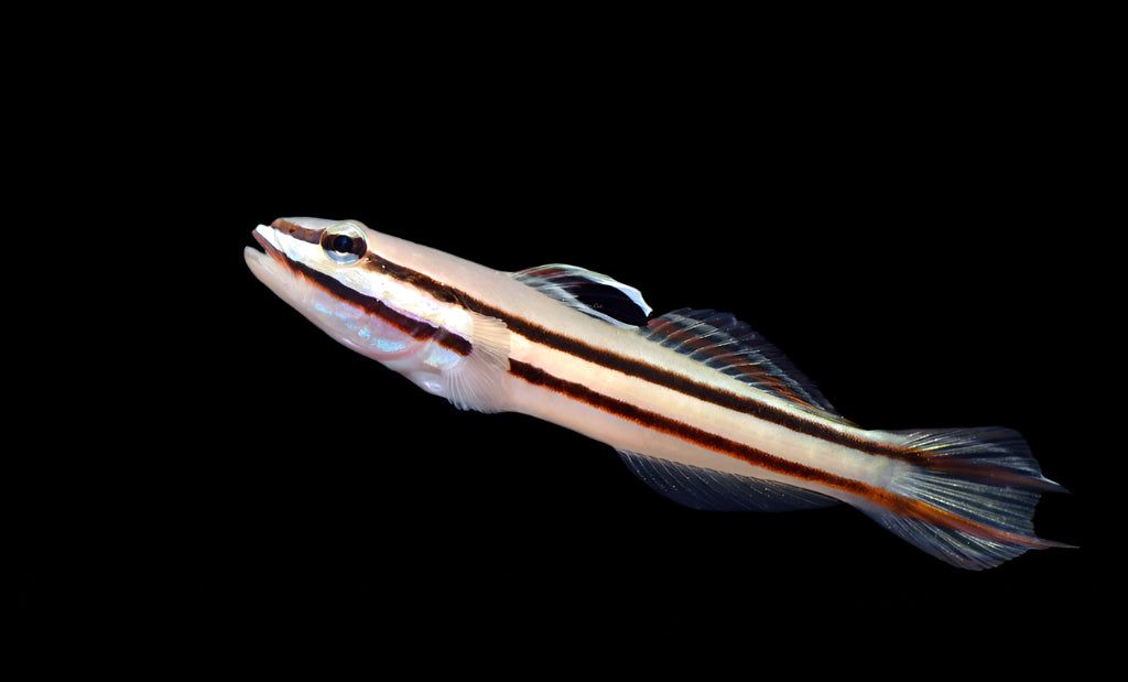 Two Stripe Sleeper Goby ( Valenciennea helsdingenii )