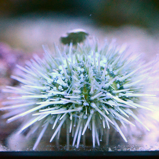 Lytechinus variegatus (Pincushion Urchin) Oursin