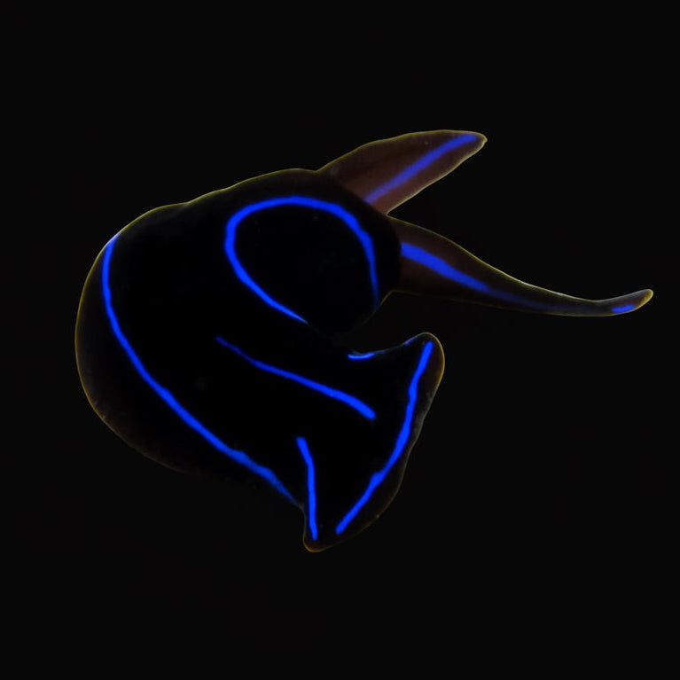 Blue Velvet Nudibranch