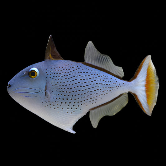 Xanthichthys ringens (Sargassum Triggerfish) nageant dans un aquarium marin