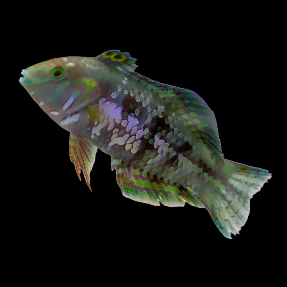 Golden Nugget Wrasse (xenojulis margaritaceus)