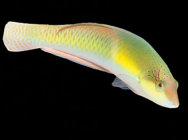 Yellowhead Wrasse, Halichoeres garnoti