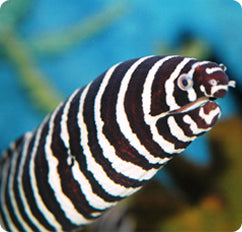 Gymnomuraena zebra (Zebra Moray Eel)