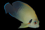 Centropyge flavissima x C. vroliki (Blacktail Lemon peel Hybrid Angelfish)