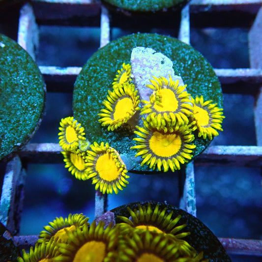 King Midas Zoanthids Frags