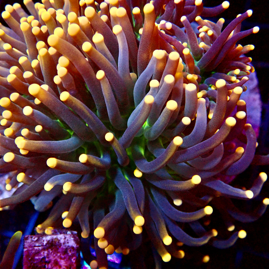Orange Head Joker Torch Coral par tête