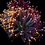 Orange Head Joker Torch Coral par tête