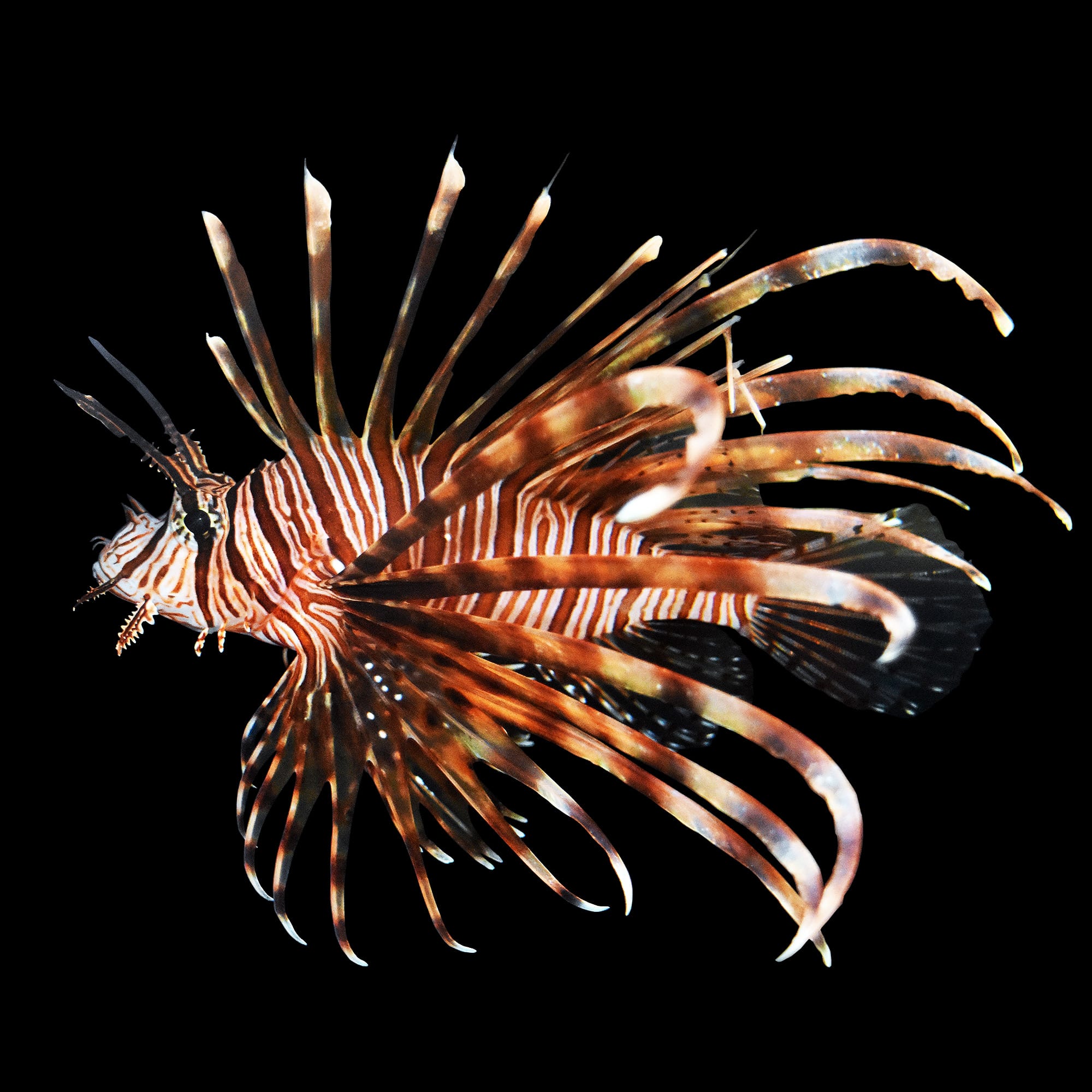 Pterois volitans (Volitan's Lionfish) Noir Large
