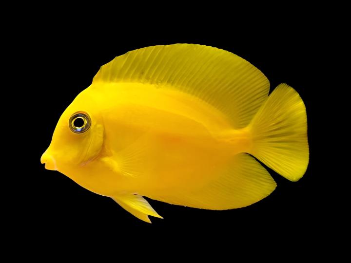 Acanthurus pyroferus (Chocolate Tang)