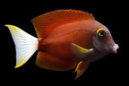 Ctenochaetus flavicauda (White Tail Bristletooth Tang)