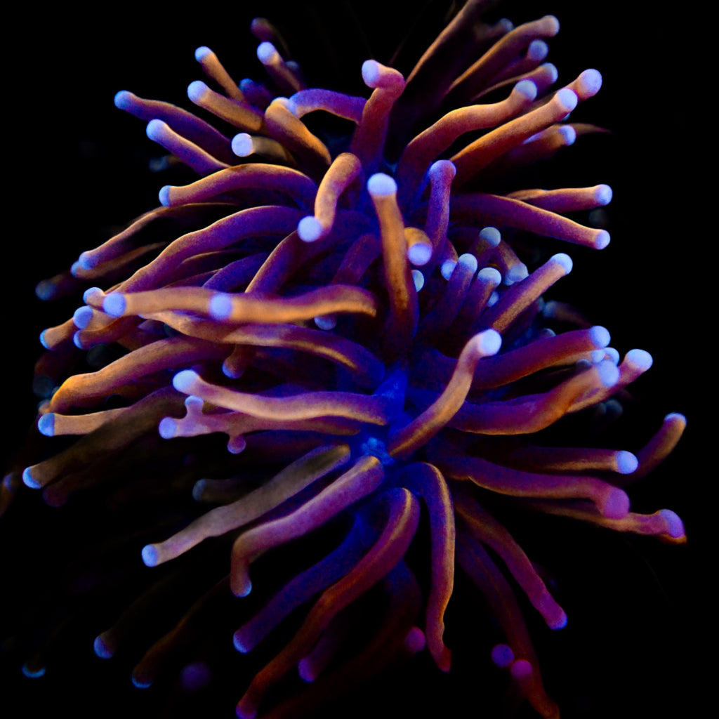 NYK Gold Torch Indo par tête