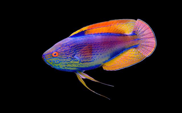 Cirrhilabrus lineatus (Lineatus Fairy Wrasse)
