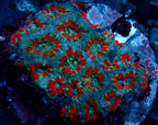 Acanthastrea