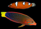 Coris gaimard (Red Coris Wrasse)