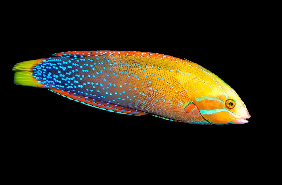 Coris gaimard (Red Coris Wrasse)