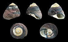 Margarita escargots (snail)