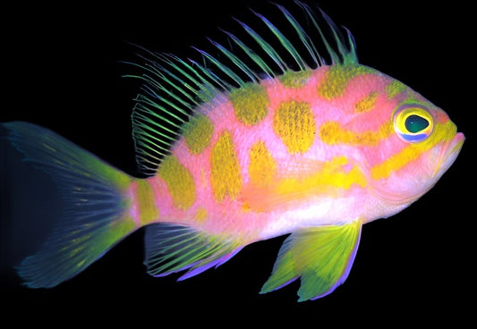 Odontanthias borbonius (Borbonius Anthias)