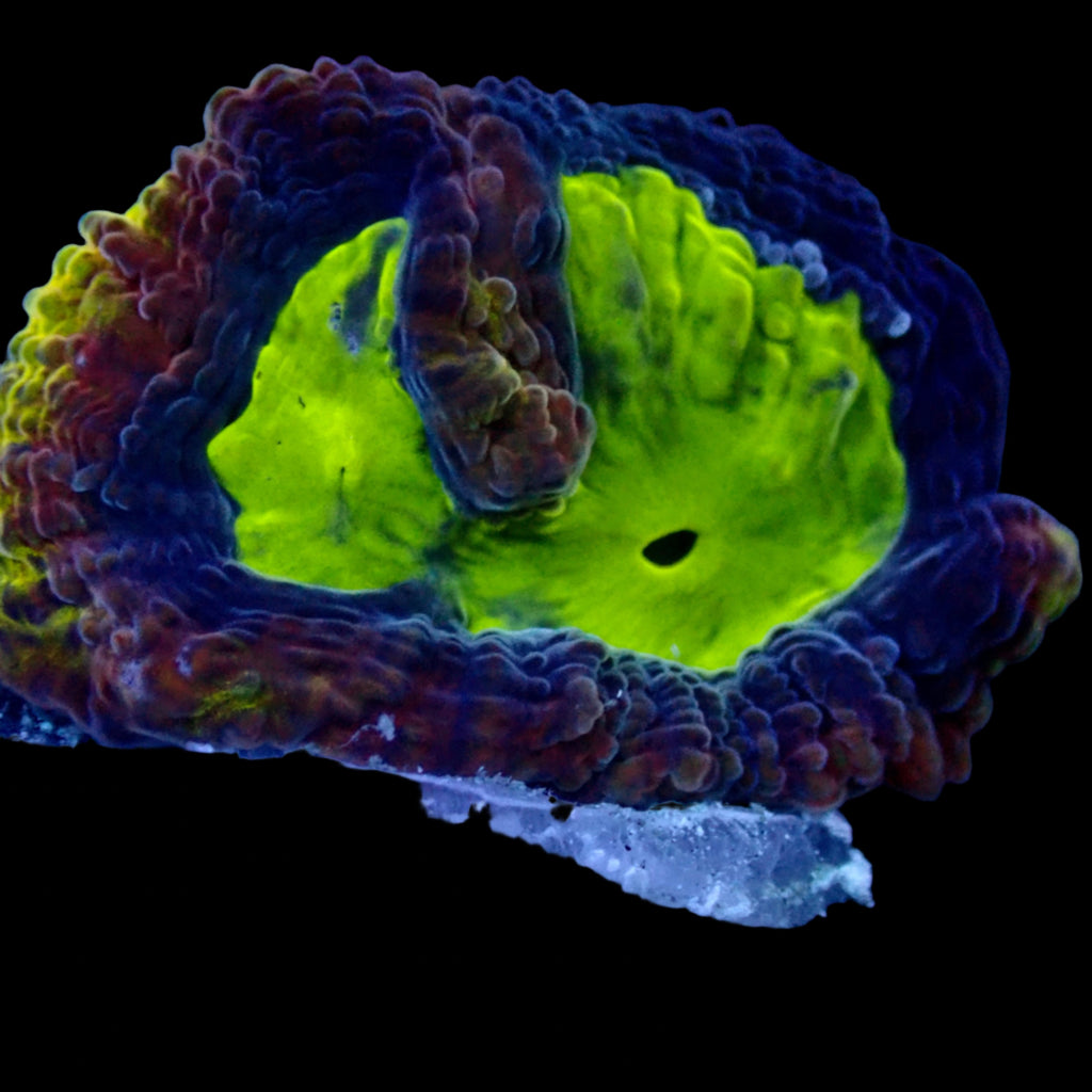 Dragon Soul Favia Frag