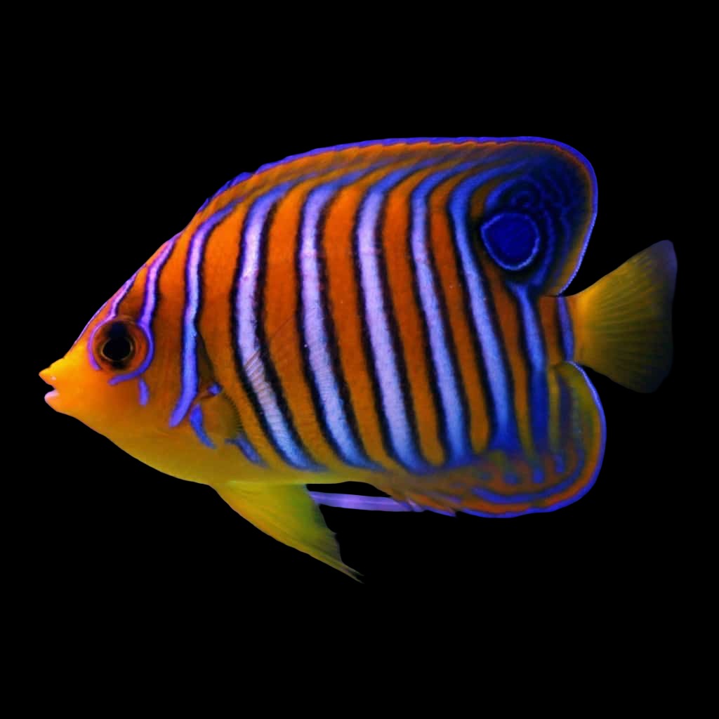 Pygoplites diacanthus (Regal Angelfish Yellow Belly) Small