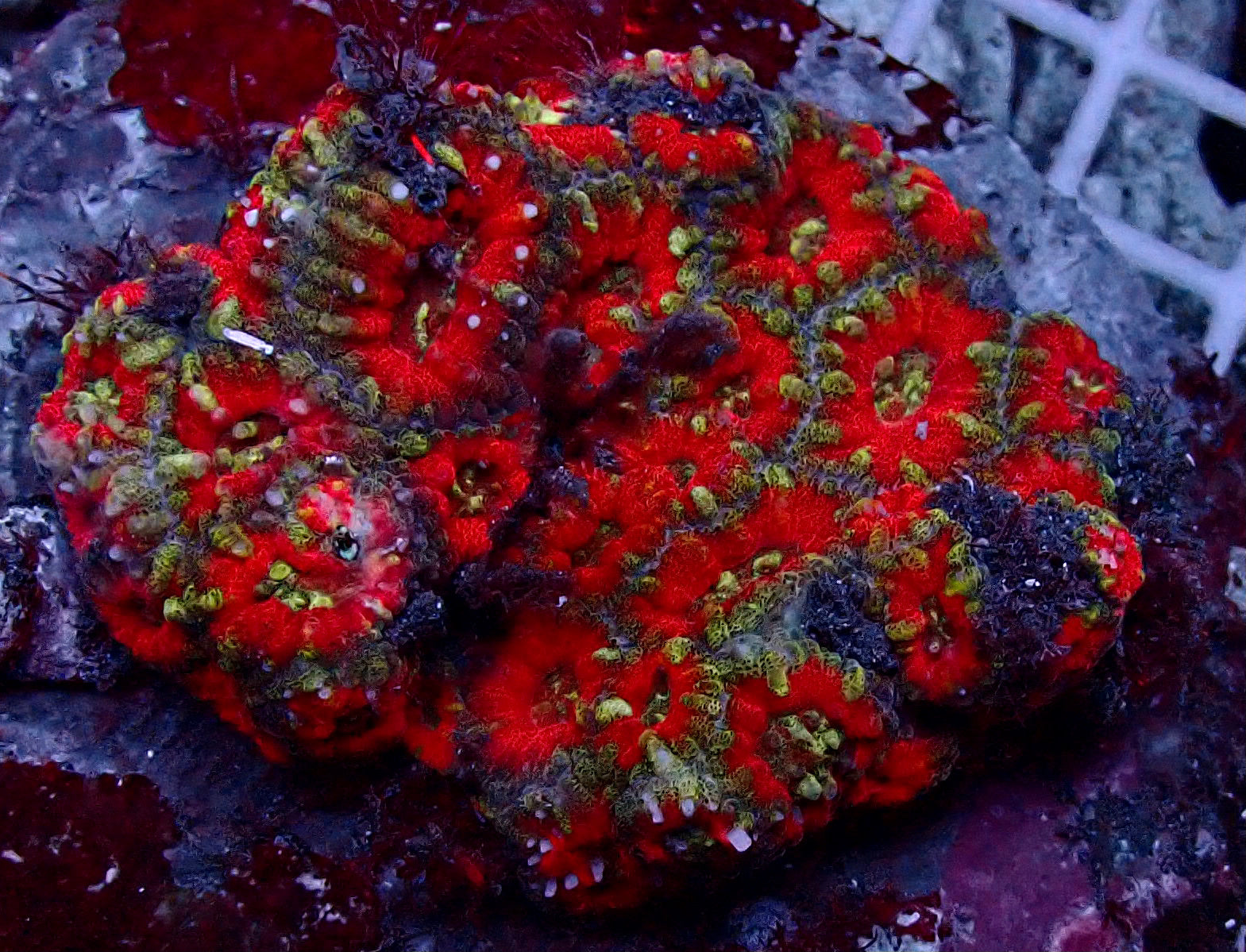 Acanthastrea
