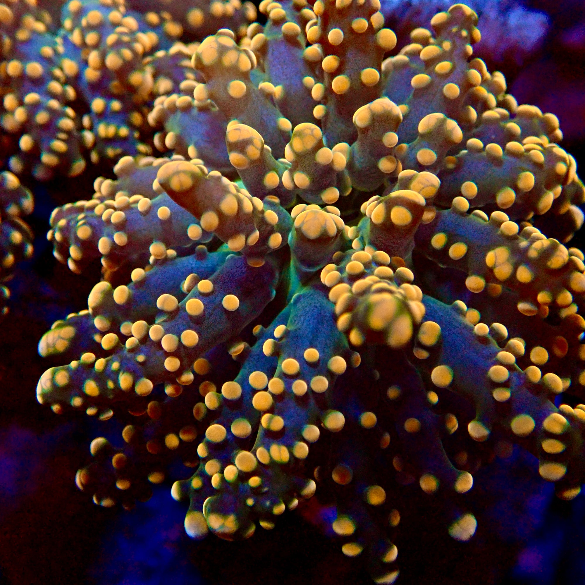 Orange Tip golden Stem Octo Spawn par tête
