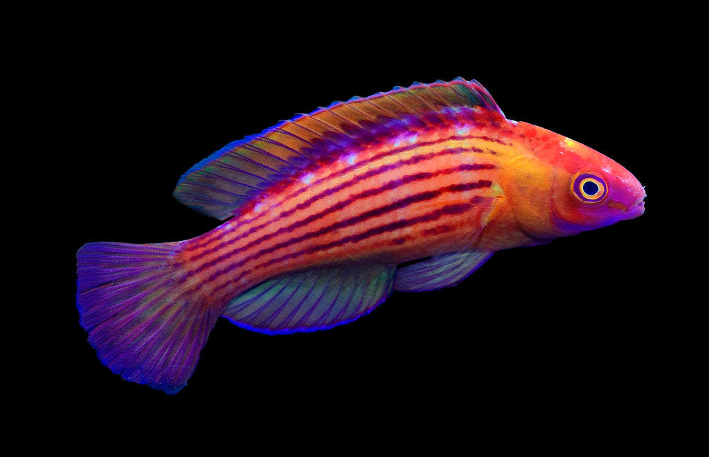 Cirrhilabrus earlei (Earle's Fairy Wrasse Marshall Island)