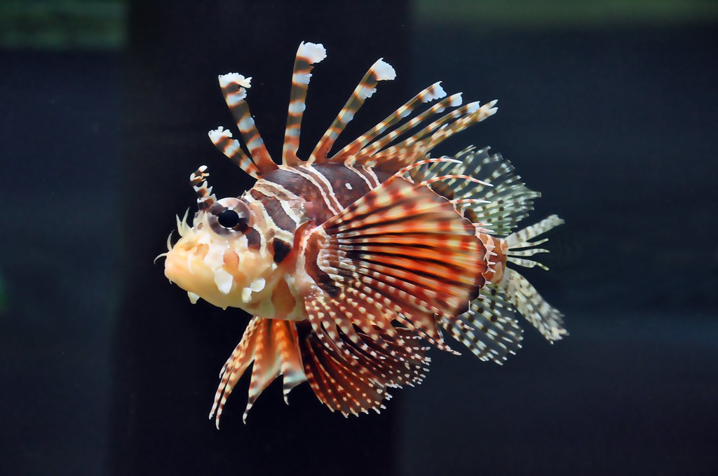 Dendrochirus zebra (Dwarf/Zebra Lionfish) Large