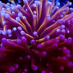 NYK Gold Torch Indo par tête