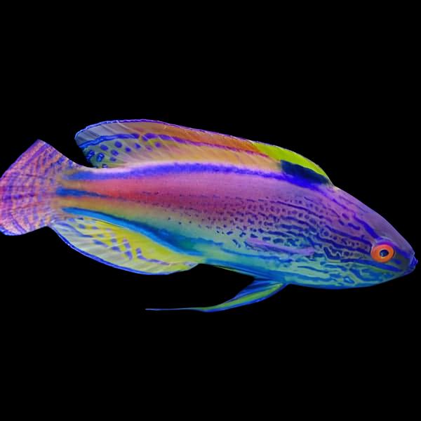 Cirrhilabrus lineatus (Lineatus Fairy Wrasse) Male