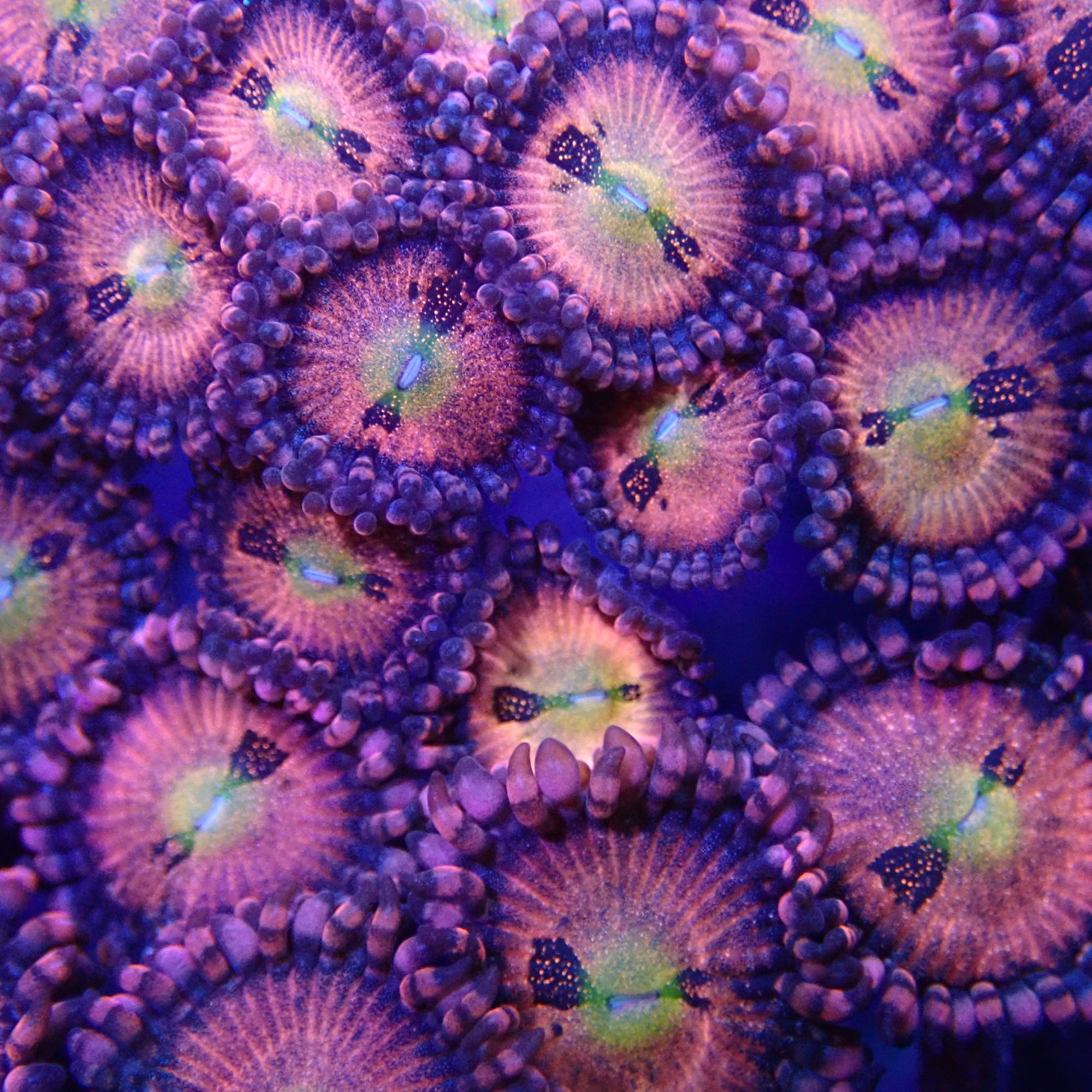 Crybabies Zoanthid per frag
