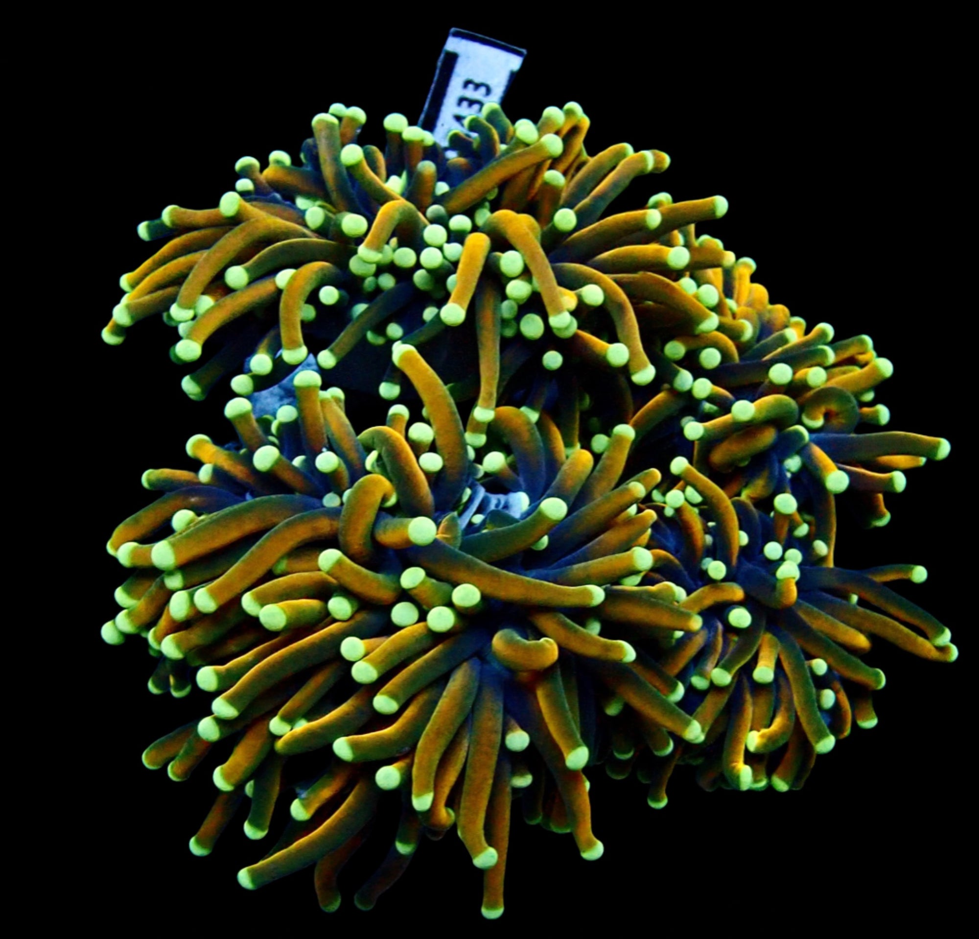Torch Coral Reversed Holy Grail Par Tete Frag