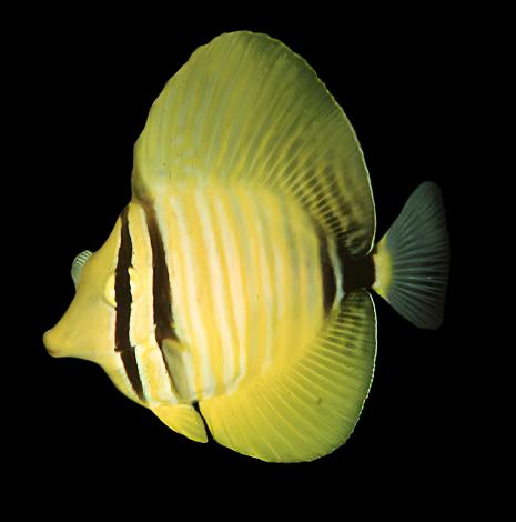 Zebrasoma desjardini (Desjardinii Sailfin Tang) Tini