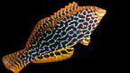 Macropharyngodon meleagris (Leopard Wrasse)