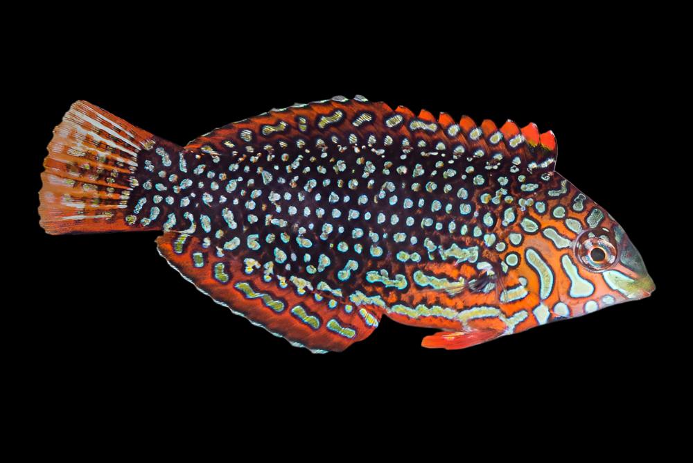 Macropharyngodon ornatus (Ornate Leopard Wrasse) Femelle