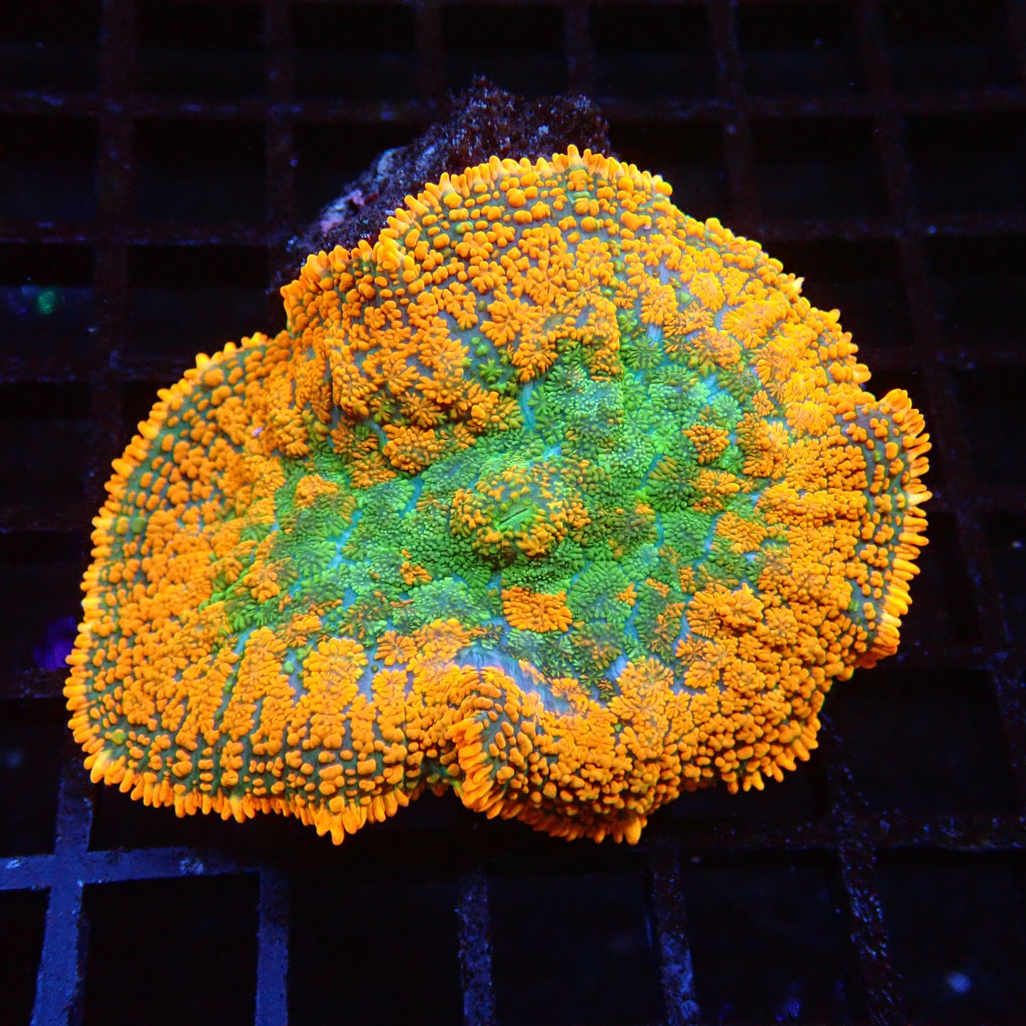 Ultra Orange Rhoductis Mushroom
