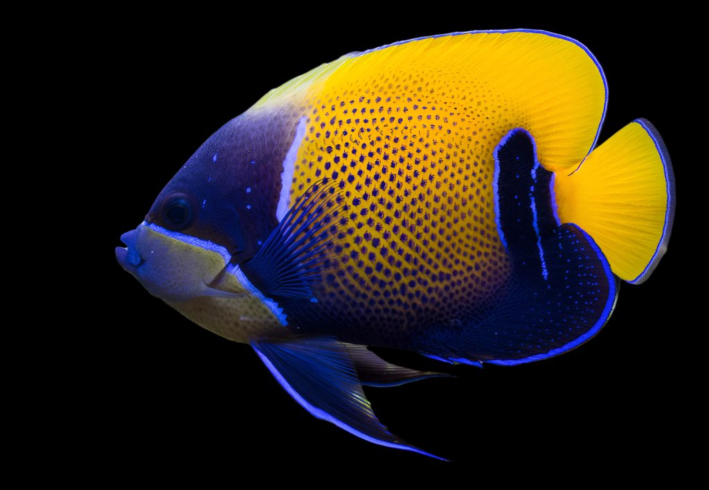 Pomacanthus navarchu (Majestic Angelfish) Large