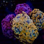 Golden Branching Hammer par tête