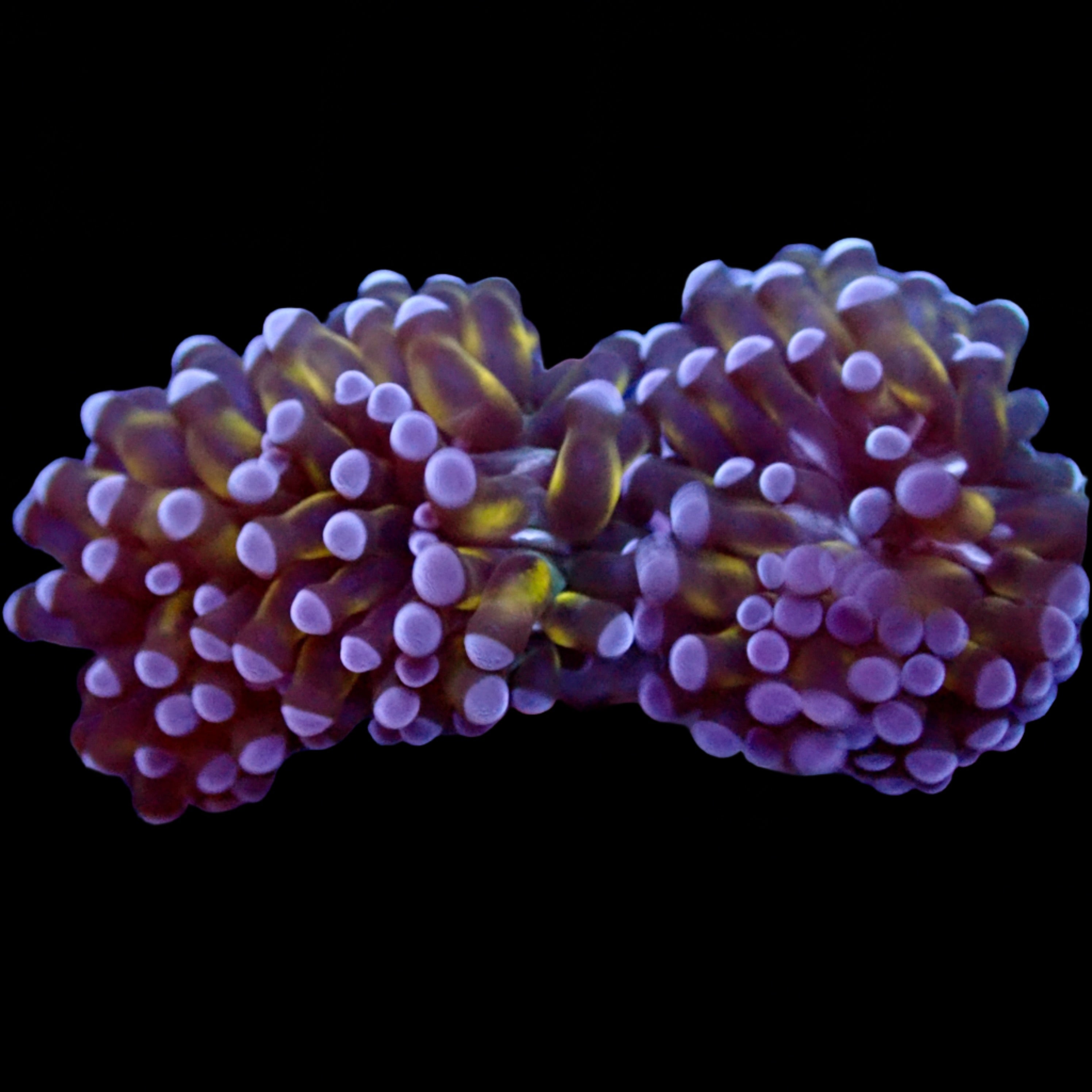 Gold Striped Green Tip Short Tentacle Torch Coral 2 heads – Aquarium  ReefSolution inc.